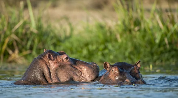 Hipopotam w wodzie. — Zdjęcie stockowe