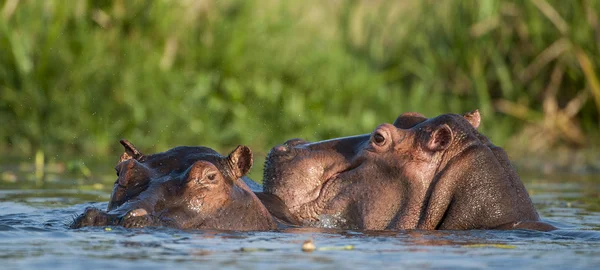 Hipopótamo na água. — Fotografia de Stock