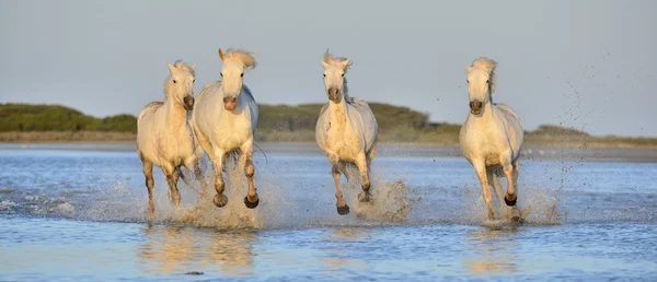 Herd of White Camargue Horses — Stock Photo, Image