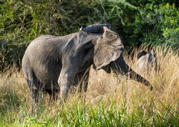 Grande elefante africano (Loxodonta Africana ) — Fotografia de Stock