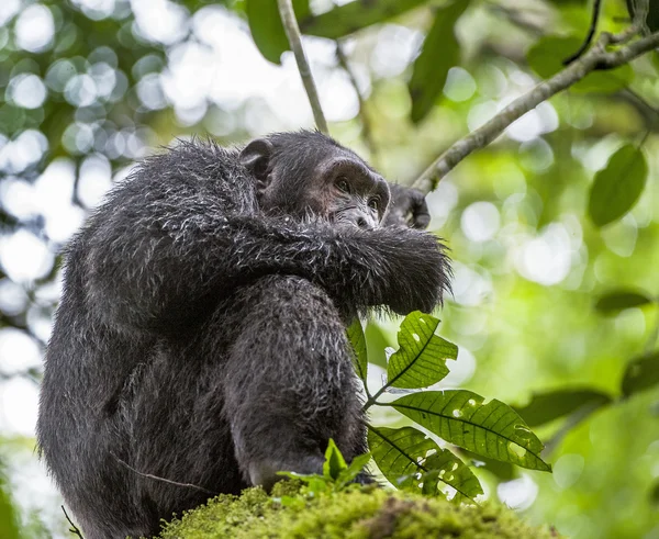 Close up portrait of chimpanzee — Stock Photo, Image