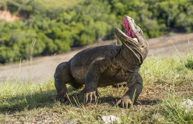 Komodo ejderhası ( Varanus komodoensis )  