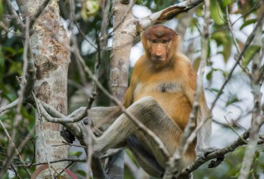Male proboscis monkey On Borneo