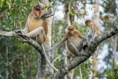 Male proboscis monkey On Borneo 