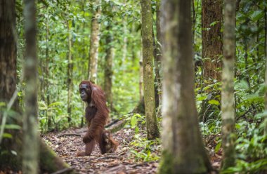 Bir erkek orangutanın bir yavrusu ile 