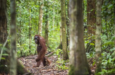 A female of the orangutan with a cub  clipart