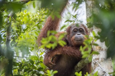  Bornean orangutan (Pongo pygmaeus wurmmbii)  