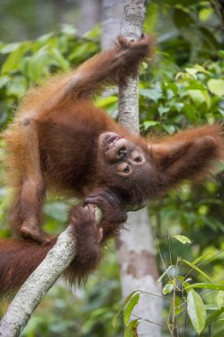 Ağaçta orangutan yavrusu.