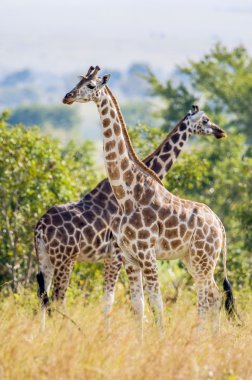 Giraffes  (Giraffa camelopardalis) in Uganda  clipart