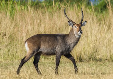 Su kuşu (Kobus elipsiprymnus).