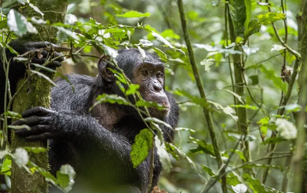 Close-up van portret van chimpansee — Stockfoto