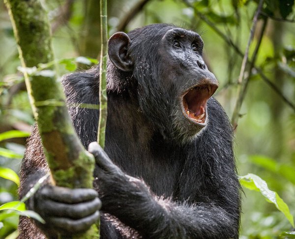 Shouting a Angry Chimpanzee.  