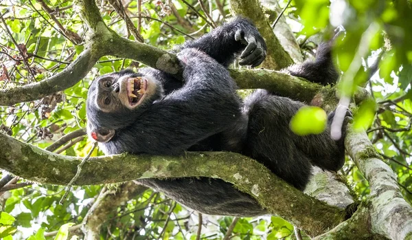 Close up portrait of chimpanzee — Stock Photo, Image