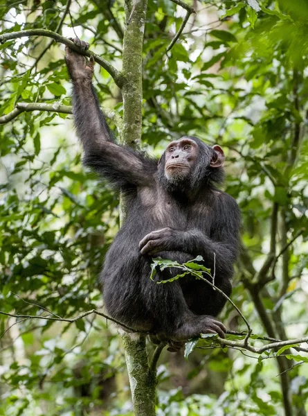 チンパンジーの肖像画を間近します。 — ストック写真