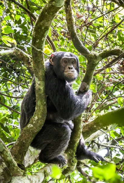 Retrato de cerca del chimpancé — Foto de Stock