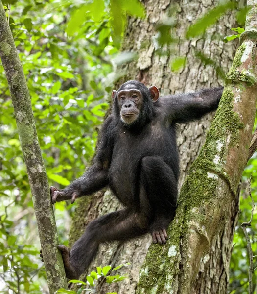 Zblízka portrétní šimpanz — Stock fotografie