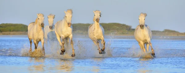 Stado koni Camargue biały — Zdjęcie stockowe