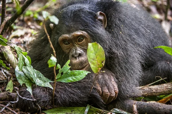 Close-up van portret van chimpansee — Stockfoto