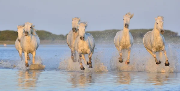 Stádo koní bílých Camargue — Stock fotografie