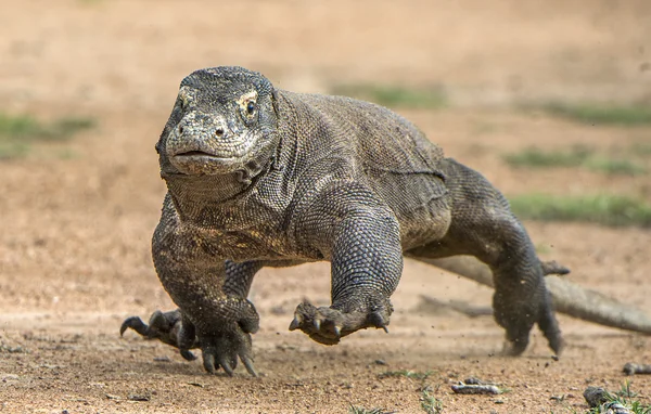Attack of a Komodo dragon. — Stock Photo, Image