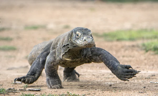 Ataque de um dragão de Komodo . — Fotografia de Stock