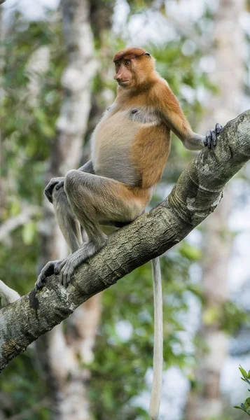 Macaco proboscis masculino em Bornéu — Fotografia de Stock