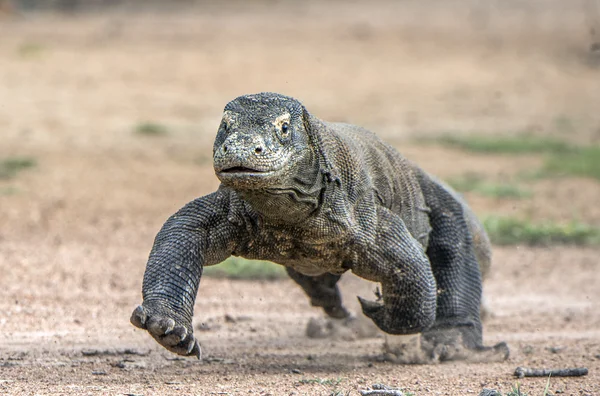 Ataque de um dragão de Komodo . — Fotografia de Stock