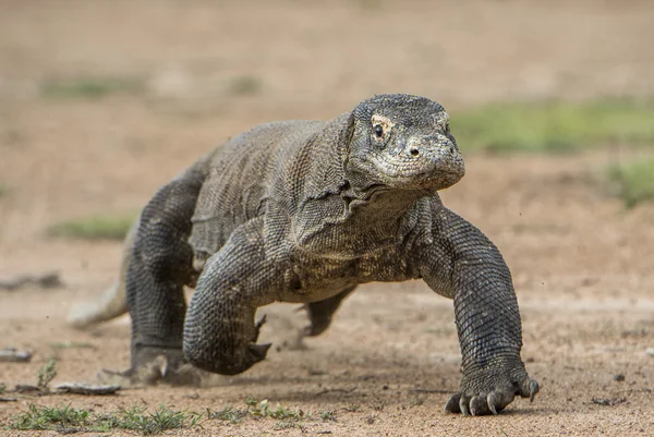 Bir Komodo Ejderi krizinden. — Stok fotoğraf