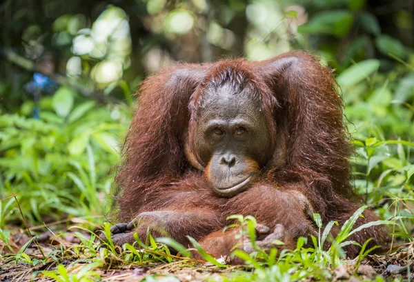 A close up portrait of the orangutan — Stock Photo, Image