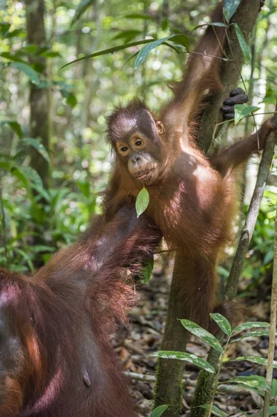 Orangutan CUB na drzewie. — Zdjęcie stockowe