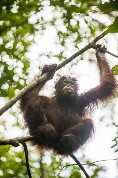 婆罗洲猩猩（庞戈·皮格马乌斯·乌姆姆比) — 图库照片