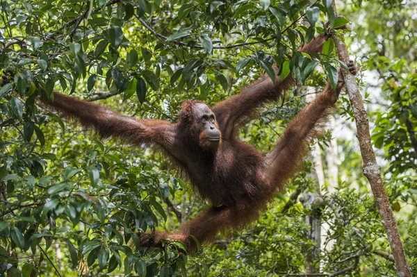 Orangutan Bornean (Pongo pygmaeus wurmmbii) — Zdjęcie stockowe