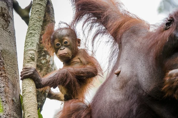 Une femelle de l'orang-outan avec un ourson . — Photo