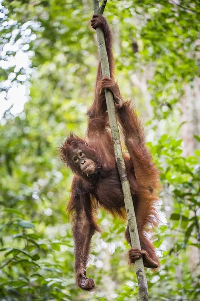 Orangutan Bornean (Pongo pygmaeus wurmmbii) — Zdjęcie stockowe