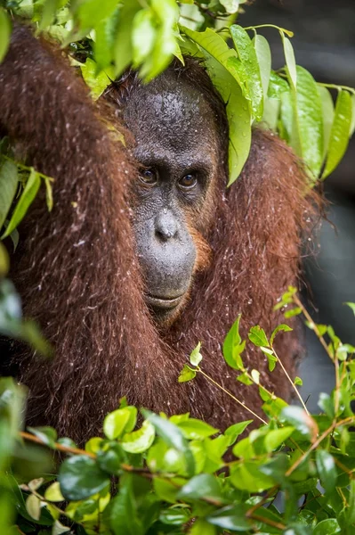 Een close-up portret van de orang-oetan. — Stockfoto