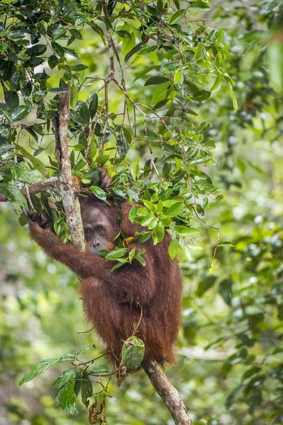 Bornean orangutan (Pongo pygmaeus wurmmbii) — Stock Photo, Image