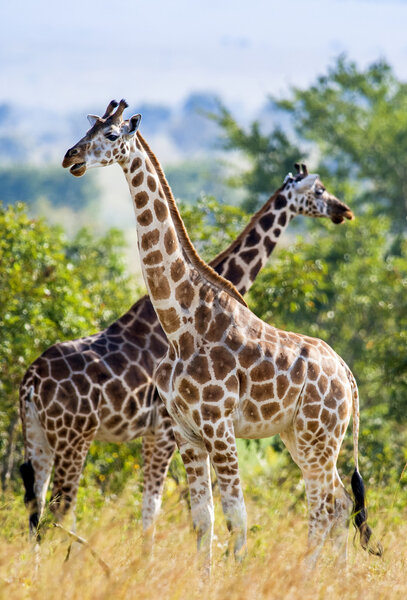 Giraffes  (Giraffa camelopardalis) in Uganda 