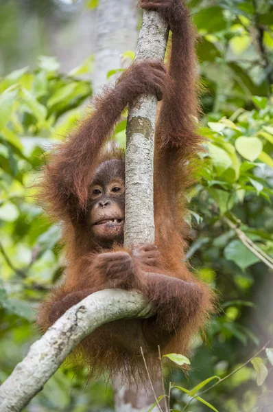 Ağaçta orangutan yavrusu. — Stok fotoğraf