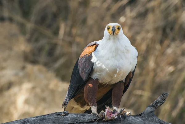 The African Fish Eagle — Stock Photo, Image