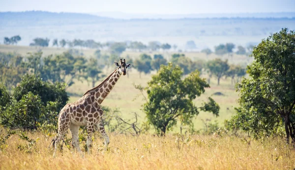 Rothschild Jirafa (Giraffa camelopardalis ) —  Fotos de Stock