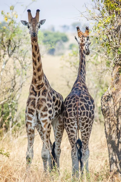 Rothschild Giraffe (Giraffa camelopardalis ) — Foto Stock