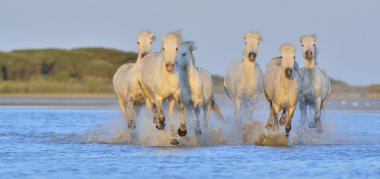 Beyaz Camargue at sürüsü 