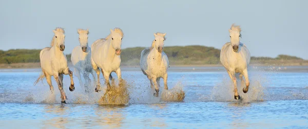 Herd of White Camargue Cavalos — Fotografia de Stock