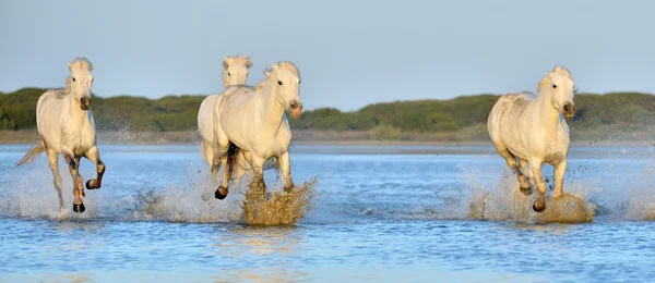 Herd of White Camargue Horses — Stock Photo, Image