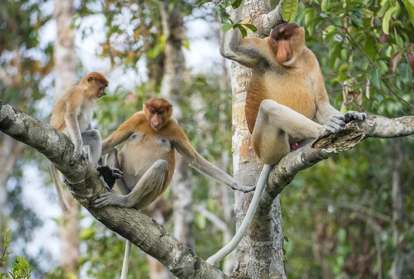 Familia de monos probóscis — Foto de Stock