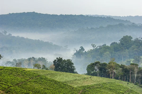 茶畑の上の灰色の朝の霧 — ストック写真