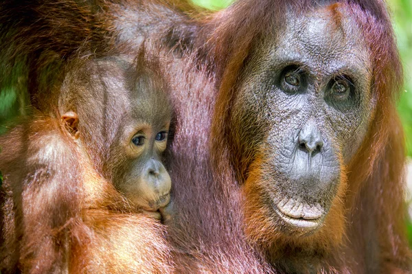Mutter und Jungtier Orang-Utan — Stockfoto