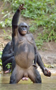Bonobo (Pan paniscus) ayakta 