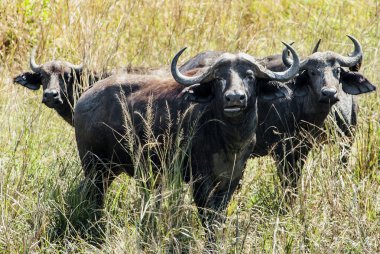 Afrika bufaloları portresi (Syncerus caffer)