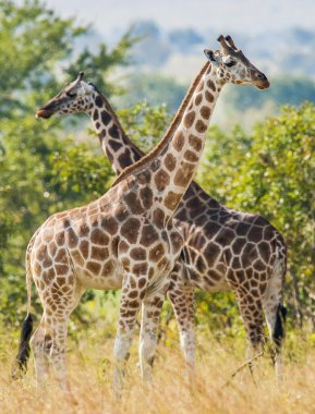  Rothschild Zürafalar (Zürafa camelopardalis) 